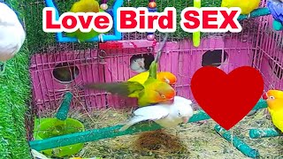 Lovebird Having Sex Mating long time [upl. by Azirb]