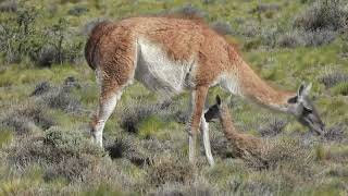 GUANACOS NUEVA GENERACIÓN DE CHULENGOS [upl. by Petra]