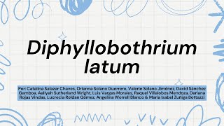 Diphylloboyhrium latum [upl. by Kronfeld]