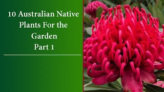 10 Colourful Australian Native Plants [upl. by Ennagrom622]