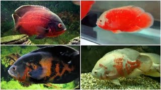 12 Different Types of OSCAR fish [upl. by Eenahs]