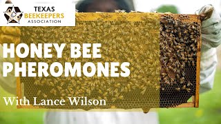 Honey Bee Pheromones  Communication through Smell by Lance Wilson [upl. by Suirad]