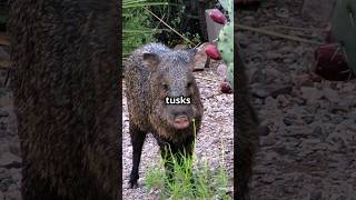 Javelinas Not Pigs [upl. by Harwell]