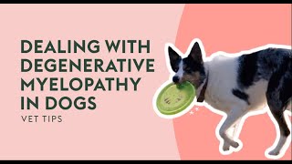 Dealing With Degenerative Myelopathy in Dogs  Vet Tips [upl. by Pierrette]