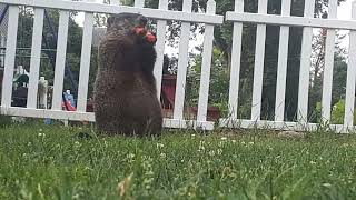 Mr One Eye Enjoying A Carrot On A Nice Day groundhog carrot chewing backyard morningtime cute [upl. by Idorb439]