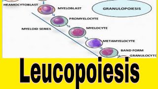 Leukopoiesis WBCs Formation [upl. by Colton]