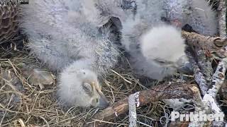 010319 SWFL eagles snuggles and pins [upl. by Ardnasyl496]