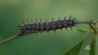 Watch Out for Buck Moth Caterpillars [upl. by Yeoj]