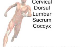 tarsal tunnel contents mnemonic [upl. by Semadar]