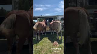 Big booties horse belgiandrafthorse drafthorses [upl. by Narik899]