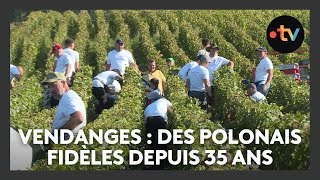 Vendanges  depuis 35 ans ces Polonais reviennent travailler dans cette maison de champagne [upl. by Goodill545]