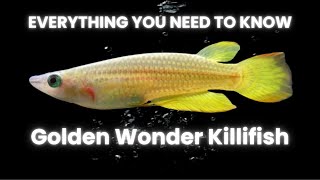 Care Guide  Golden Wonder Killifish [upl. by Brost]