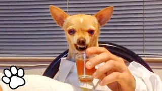 100 Funny Chihuahua Videos  Try Not To Laugh Challenge  That Pet Life [upl. by Elorac]