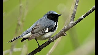 Paruline bleue  Blackthroated Blue Warbler [upl. by Flaherty]