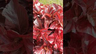 😱😱Acalypha wilkesiana Plant shorts flowers nature beautiful gardening flute trending [upl. by Edwina]