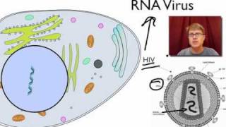 Viral Replication [upl. by Eelam]