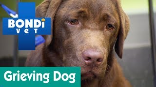 How To Help A Grieving Dog  Ask Bondi Vet [upl. by Rustice492]