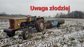 Grudniowe wykopki ziemniaków Ludzie wolą kraść ziemniaki niż pracować uczciwie [upl. by Nomolos310]