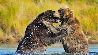 Alaska Grizzly Bears Fighting  Alaska Brown bears wrestling [upl. by Enisamoht]