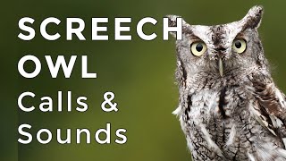 Eastern Screech Owl Sounds Learn their TWO haunting calls 2024 [upl. by Banquer]