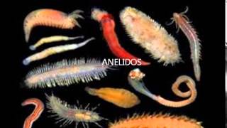 554 Distinga entre Porifera Cnidaria Platyhelminthes Annelida Mollusca y Arthropoda [upl. by Aidyn]