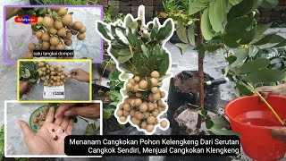 Menanam Cangkokan Pohon Kelengkeng Dari Serutan Cangkok Sendiri Menjual Cangkokan Klengkeng [upl. by Josh]