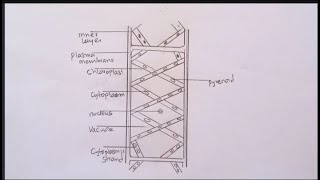 How To Draw SPIROGYRA CELL DIAGRAM  Simple and neat spirogyra Drawing step by step [upl. by Anoval]