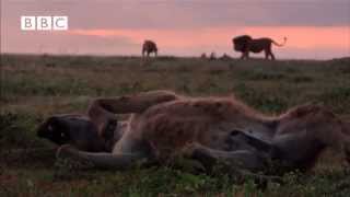 Lion vs Hyena  Narrated by David Attenborough [upl. by Alika]