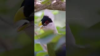 A White crested Turaco Calling Wincent jFdbI bird nature wildlife [upl. by Otsenre793]