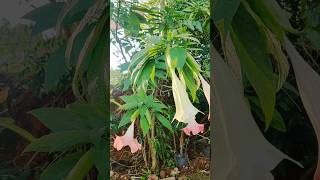 Brugmansia versicolor shorts flowers plants trend [upl. by Naval]