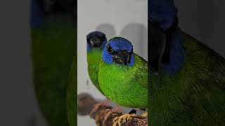 Pair of BlueFaced Parrot Finches on Wooden Perch Clip 2  Finches  Birds [upl. by Leaffar]