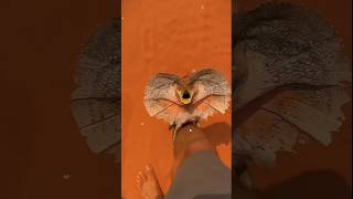 Frilled neck lizard science sciencefacts facts [upl. by Gregory680]