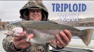 Electric City Triploid Trout Catch Clean Cook [upl. by Alodee]