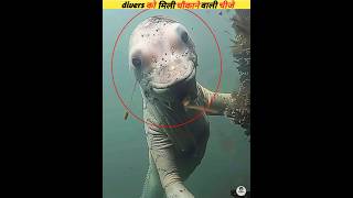 Iskuva divers found the strangest creatures in the water 🌊 viral [upl. by Oznole]