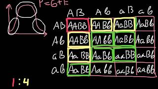 14641 Phenotypic ratio explained [upl. by Arimihc]