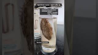 Identification of Annelida  Characteristic of Phylum Annelida Aphrodita spSea mouse practical [upl. by Samuel]