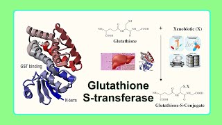 glutathione Stransferase [upl. by Philemol62]