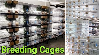 My Bird Breeding Cages And Set Up  Finch Breeding Room  Aviary [upl. by Dhu]