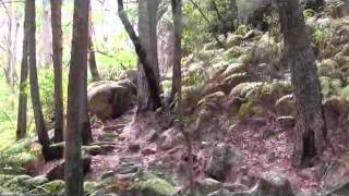 Galston Gorge to Crosslands Reserve Along the Great North Walk [upl. by Nnaitsirk964]