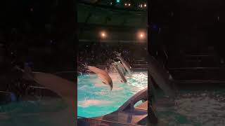 Dolphins Jumping 🇳🇱 Best Dolphin Show in Europe marveler dolfinarium [upl. by Clotilda]