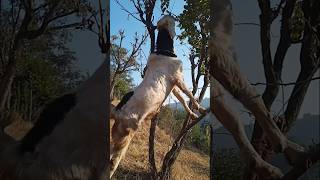 Saizo enjoying tree leaf himalayangoat goat nature himalayanfarming [upl. by Apurk]