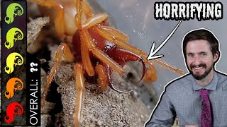 Woodlouse Spider The Best Pet Hellspawn Nightmare [upl. by Arde34]