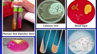 Introduction to Microbiology Culture Techniques [upl. by Verla]