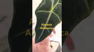 Alocasia Amazonica houseplants plants indoorplants alocasia [upl. by Auhoj]