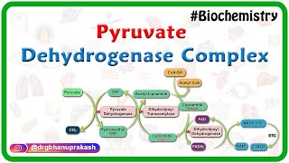 Pyruvate dehydrogenase complex  Animation   Mechanism  Regulation and inhibitors  USMLE Step 1 [upl. by Moise260]