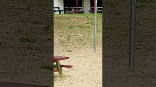 Killdeer Frantically Trying to Nest on a Public Beach at Spec Pond [upl. by Aremus364]