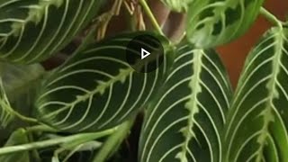 prayer plant Maranta leuconeura  Plant Varieties Series for Indoor Placement [upl. by Ansilma]