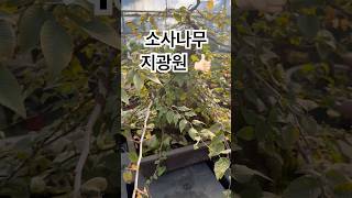 정통분재 소사나무🍀4417🍀👍🏻🎵 분재 bonsai 盆栽 지광원 백석문화대학교 이광수 대한민국나무No1 worldtourbonsai🌳⛳️🌏 [upl. by Hugon]