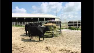 Dry Lotting and Confinement Cow Series Video 2  Facilities by Dr Alfredo DiCostanzo [upl. by Eleonora]