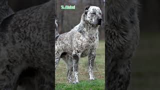 Top 10 LARGE and POWERFUL Dog Breeds shorts dog viralvideo [upl. by Mack]